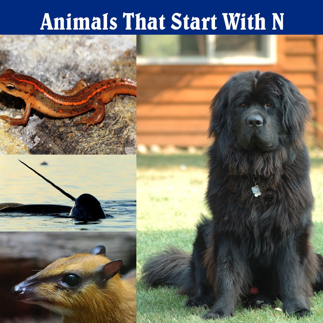 Exploring 20 Animals That Start With The Letter N