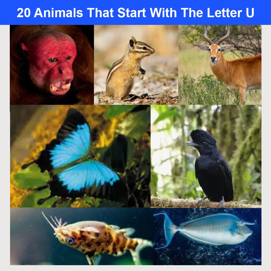 Exploring 20 Animals That Start With The Letter U
