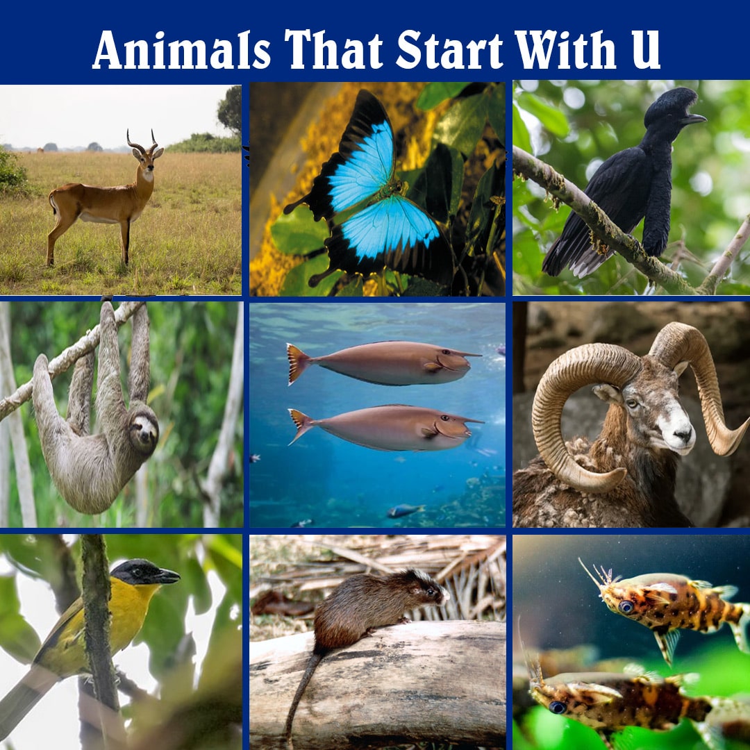 Exploring 20 Animals That Start With The Letter U