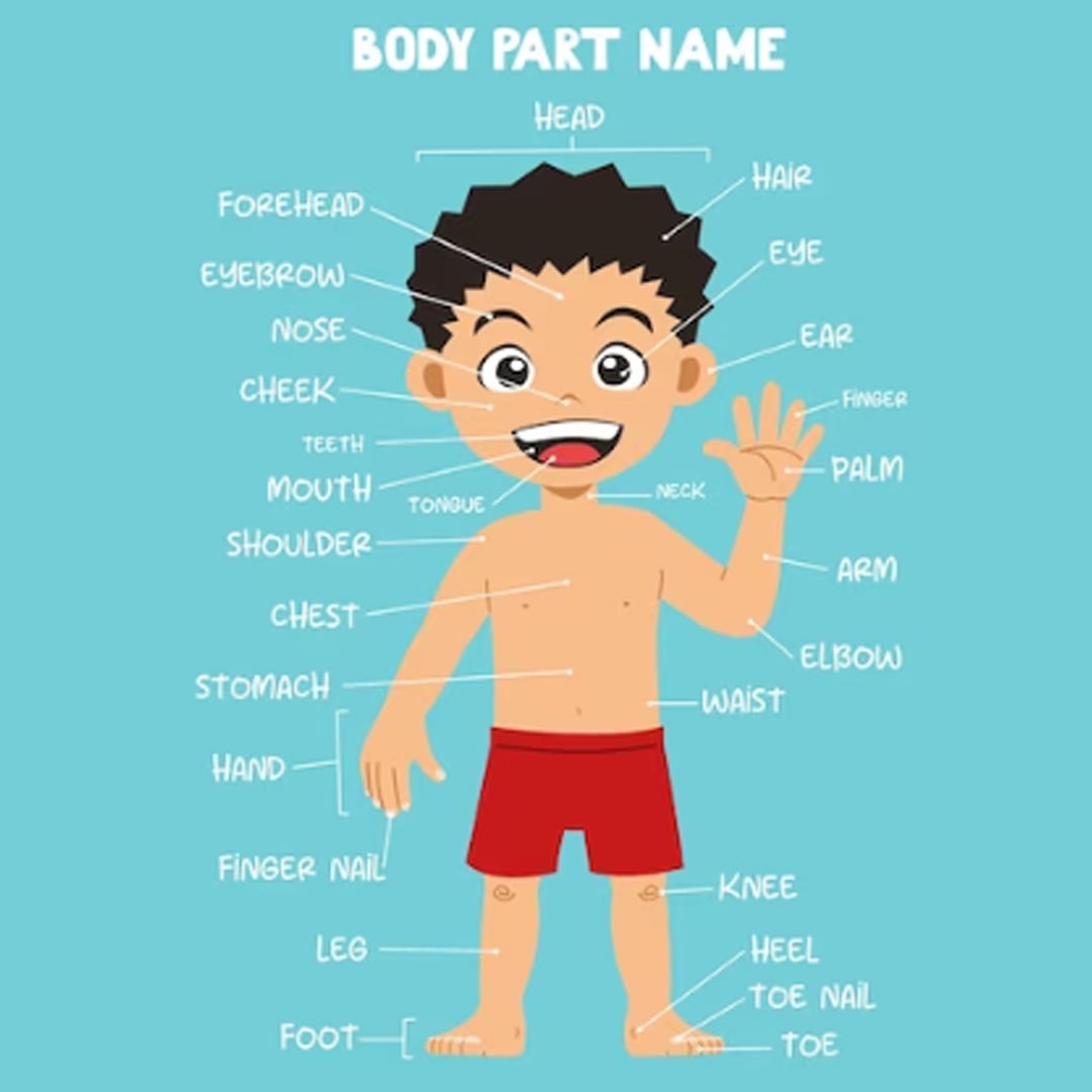 Body Parts and Their Functions