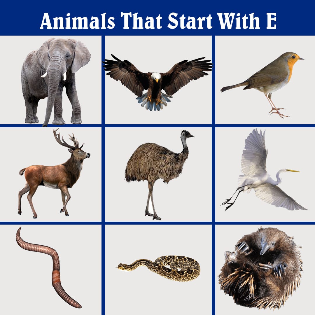 Exploring 10 Animals That Start With The Letter E